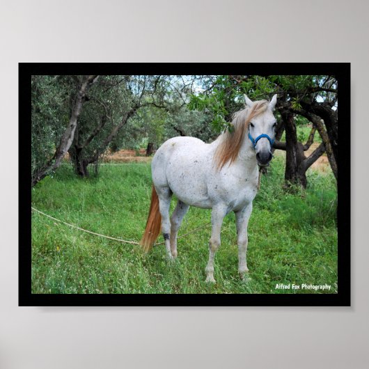 Wit Paard in Grasveld Poster (Voorkant)