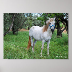 Wit Paard in Grasveld Poster