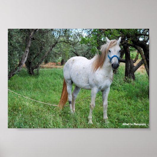 Wit Paard in Grasveld Poster (Voorkant)