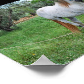 Wit Paard in Grasveld Poster (Hoek)