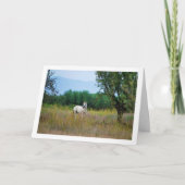 Wit Paard in het Veld Kaart (Voorkant)