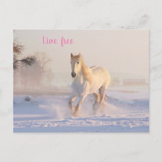 wit paard in sneeuw briefkaart (Voorkant)