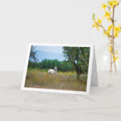 Wit Paard in Veld Kaart (Gele Bloem)