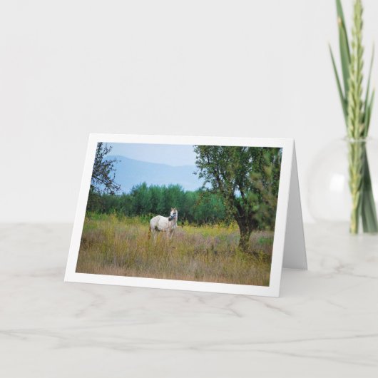 Wit Paard in Veld Kaart (Voorkant)