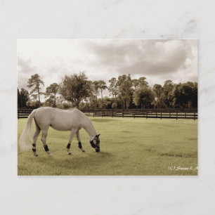 wit paard in weide oude stijl briefkaart