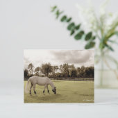 wit paard in weide oude stijl briefkaart (Staand voorkant)