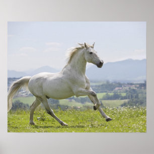 wit paard op weide poster