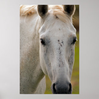Wit Paard Portret Poster