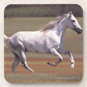 Wit paard rijdt in het veld bier onderzetter