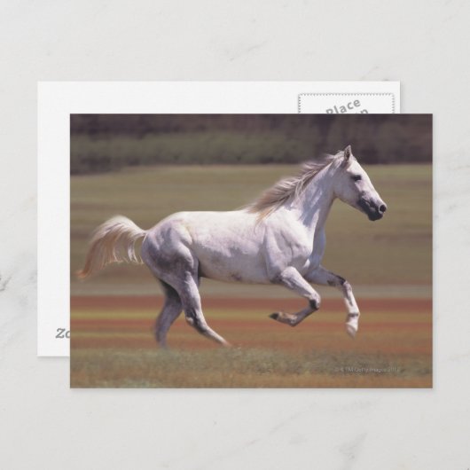Wit paard rijdt in het veld briefkaart (Voorkant / Achterkant)