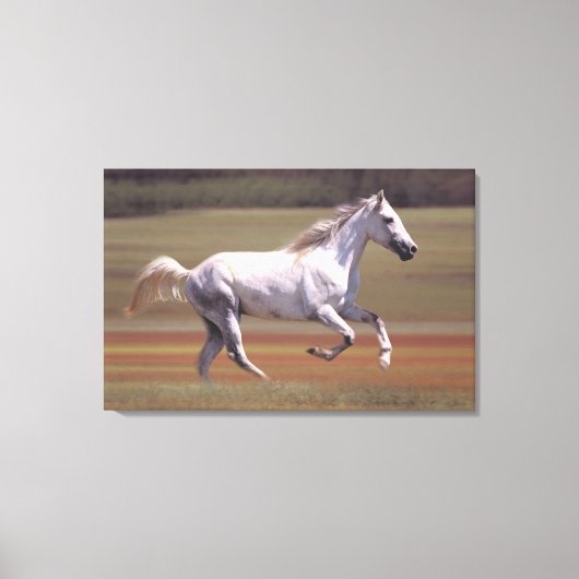 Wit paard rijdt in het veld canvas afdruk (Voorkant)