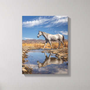 Wit Paard Woestijnvijver Reflectie Kunst Canvas Afdruk