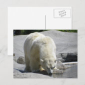 wit polair beer briefkaart (Voorkant / Achterkant)