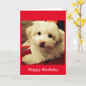Wit Puppy op de Rode Algemene Gelukkige kaart van (Gele Bloem)