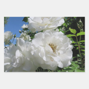 wit, roos, elegant, vintage, bloem, bloemen, roman inpakpapier vel