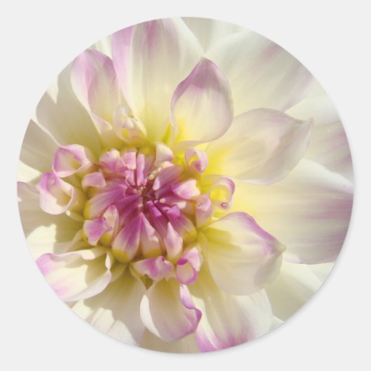 Wit Roze Bloemen stickers Dahlia Flowers op maat (Voorkant)