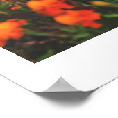 Wit-Rusland Natuur Architectuur Poster (Hoek)