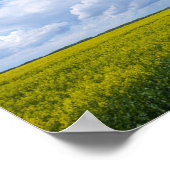 Wit-Rusland Road Canola Fields Flowers Sky Poster (Hoek)