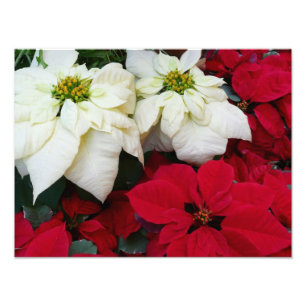 Wit-Russische en Rode Poinsettias II Kerstfeestdag Foto Afdruk