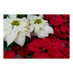 Wit-Russische en Rode Poinsettias II Kerstfeestdag Perfect Poster