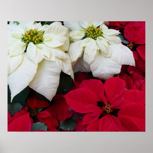 Wit-Russische en Rode Poinsettias II Kerstfeestdag Poster (Voorkant)