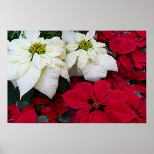 Wit-Russische en Rode Poinsettias II Kerstfeestdag Poster