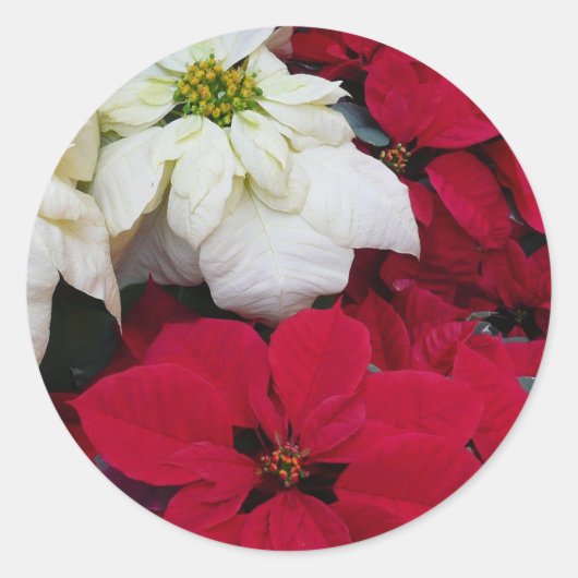Wit-Russische en Rode Poinsettias II Kerstfeestdag Ronde Sticker (Voorkant)