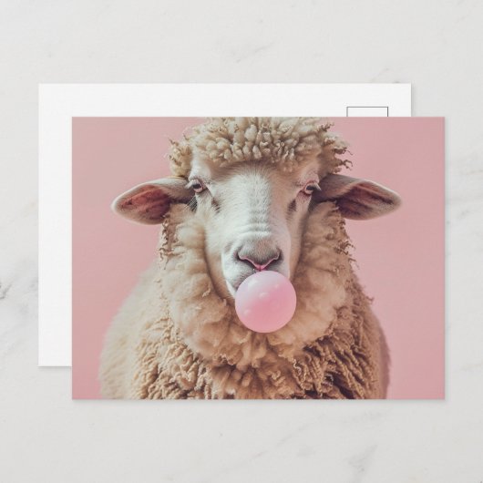 Wit Schaap Blazen Roze Bubble Gum Bubble Briefkaart (Voorkant / Achterkant)