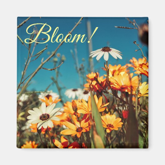 Wit Sinaasappel Daisy Flowers Bloemmagneet Magneet (Voorkant)