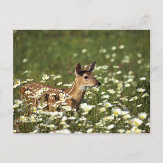 Wit-staartherten in bloementeelten, briefkaart (Voorkant)