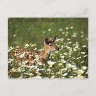 Wit-staartherten in bloementeelten, briefkaart