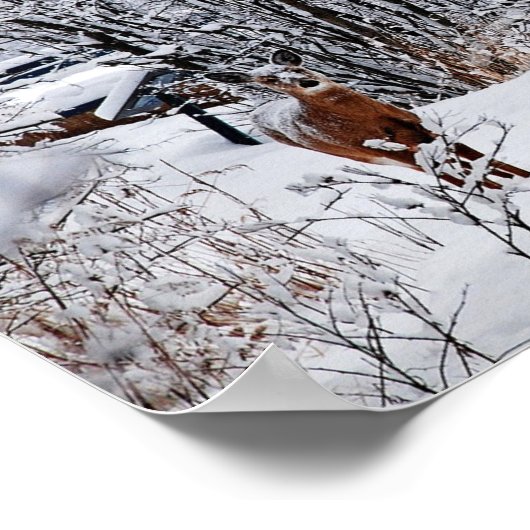 Wit-staartherten in Poster met wintersneeuwwaarde (Hoek)