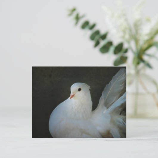 Wit stiefvredessymbool briefkaart (Staand voorkant)