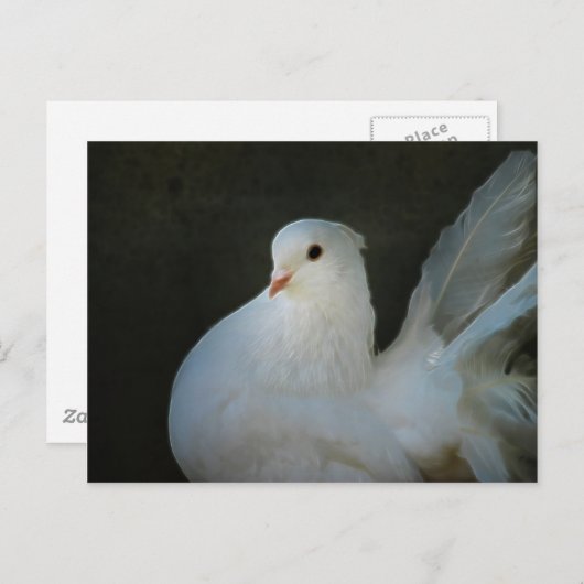 Wit stiefvredessymbool briefkaart (Voorkant / Achterkant)