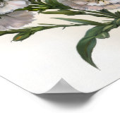 Wit Sweet William Flower Art Print Poster (Hoek)