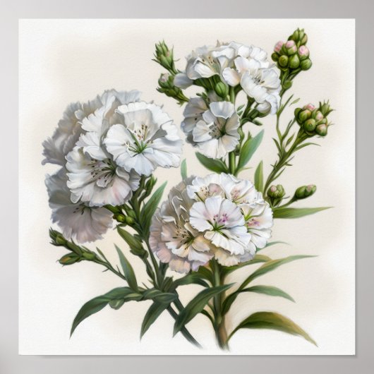 Wit Sweet William Flower Art Print Poster (Voorkant)