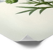 Wit Sweet William Flower Art Print Poster (Hoek)