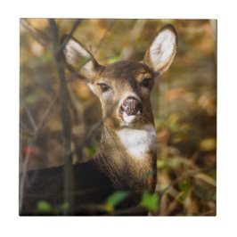 Wit-tapedrive keramische foto's tegeltje