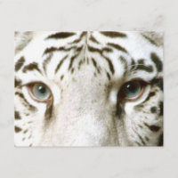 WIT TIGER'S OGEN INVITATIE ~ EZ OM AAN TE PASSEN!