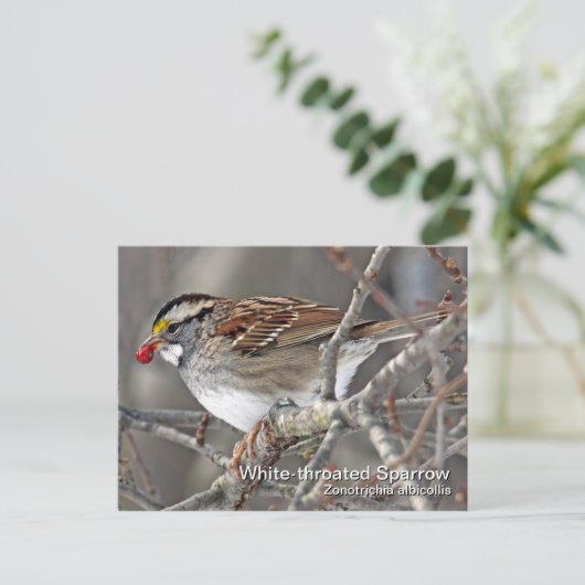 Wit-troebel Briefkaart (Staand voorkant)