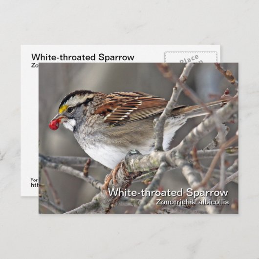 Wit-troebel Briefkaart (Voorkant / Achterkant)