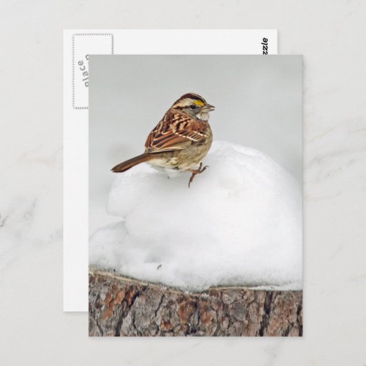 Wit-troebel Briefkaart (Voorkant / Achterkant)