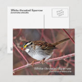 Wit-troebel Briefkaart (Voorkant / Achterkant)