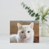 Wit Turks Angora Kattenportret Briefkaart (Staand voorkant)