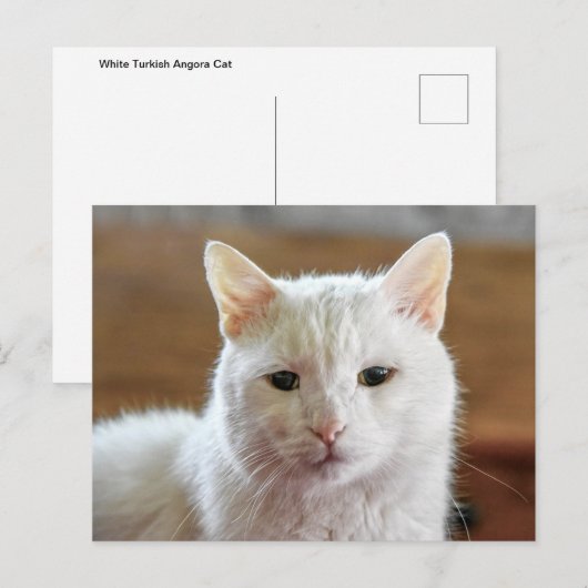 Wit Turks Angora Kattenportret Briefkaart (Voorkant / Achterkant)