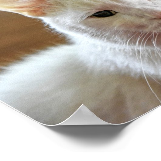 Wit Turks Angora Kattenportret Poster (Hoek)