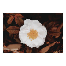 Wit wild Roos op koperkleurige herfstbladeren