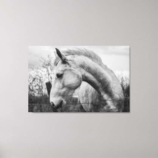Wit Wild Spirited Horse Zwart en Wit Canvas Afdruk (Voorkant)
