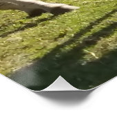 Wit Zwart Gestreepte Zebra's Foto Glanzend Poster (Hoek)