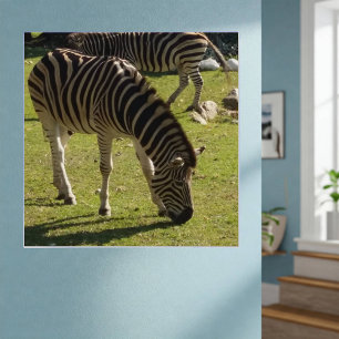 Wit Zwart Gestreepte Zebra's Foto Glanzend Poster